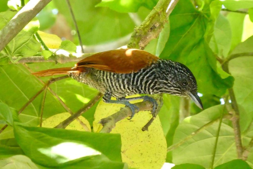Pousada Mangue Seco Itaunas  Exteriör bild